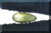 Gespalten2.jpg (103951 Byte)
